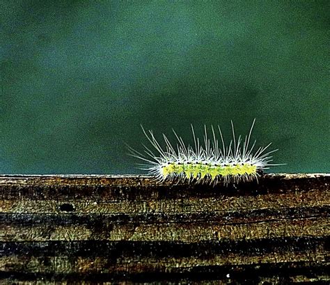 Caterpillar 7 18 2023 Timmerman Trail Cayce SC Canon E Flickr