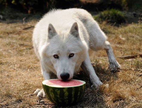 Wolf And His Watermelon Reyebleach