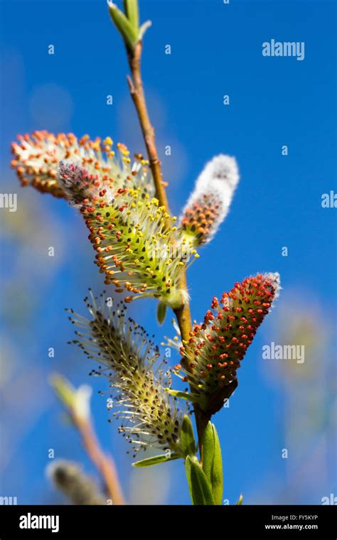 A Late Spring Emergence Of Flowering Pussy Willow Catkins Possibly