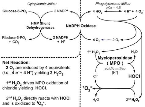 Myeloperoxidase Nadph Oxidase