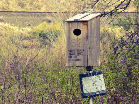 Wood Duck Nest Box by VascoTheDog on DeviantArt