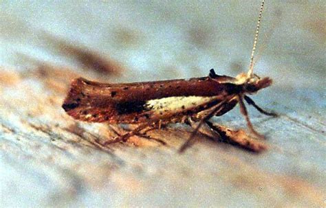 Ypsolopha Parenthesella Ukmoths