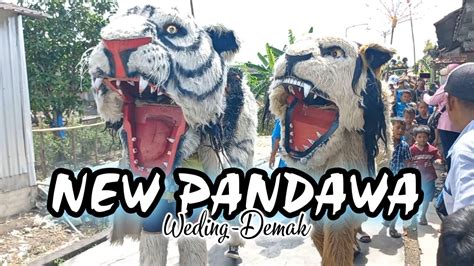 Kirab Arak Arakan Barongan Macan New Pandawa Di Desa Weding Bonang