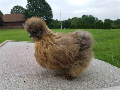 Partridge Silkies Mranimal Farm