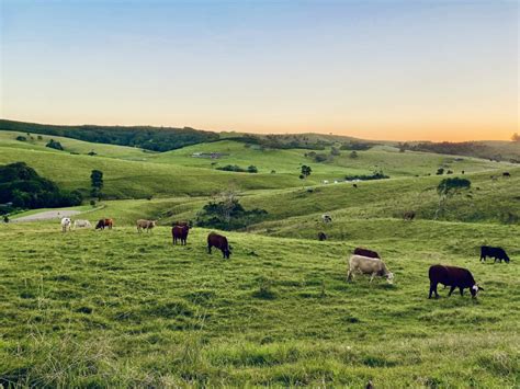 All Natural Humanely Raised Meats | Niman Ranch