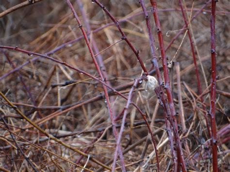 Praying Mantis Ootheca Egg Case Project Noah