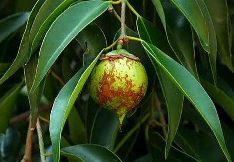 Mitos Dan Manfaat Buah Pohon Nagasari Yang Ternyata Kaya Kegunaan Indo