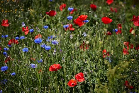 Hermosas Flores Silvestres En Un Campo Foto Premium