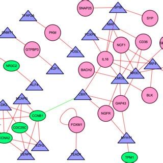 Regulatory network between transcription factors (TFs) and ... 