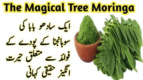 Sohanjna Ky Faiday Medical Benefits Of Sohanjna Moringa Leaves Flowers And Sohanjna Powder