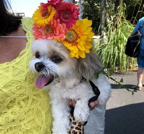 Somers Point To Host Dog Parade And Pageant Somers Point