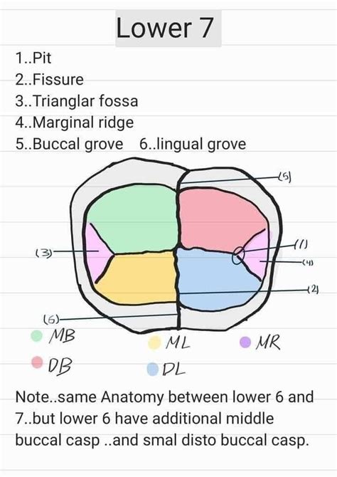 Landmarks On Tooth Surfaces Part2 Ridges Dental Terminology Tooth