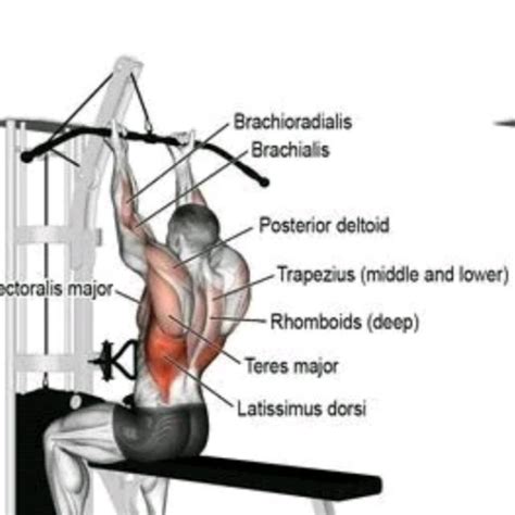 Close Grip Lat Pulldown Muscles Worked - Dinomarkon1