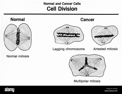 Cell Division Black And White Stock Photos And Images Alamy