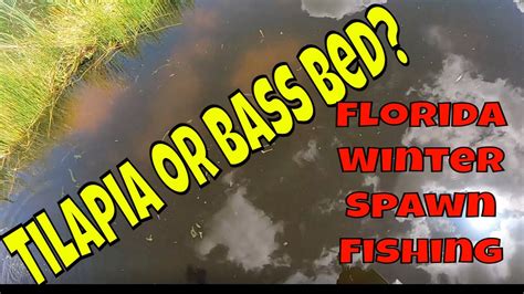 Florida Winter Bass Fishing And The Florida Spawn Update Headwaters