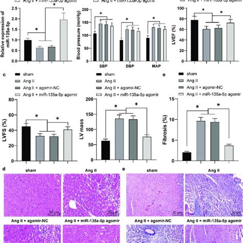 Mir A P Overexpression Alleviated Cardiac Fibrosis Of Hypertensive