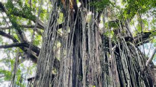 Discover The Majesty Of Curtain Fig Tree In Yungaburra Australia