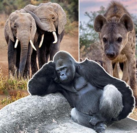 Gorillas - WELT
