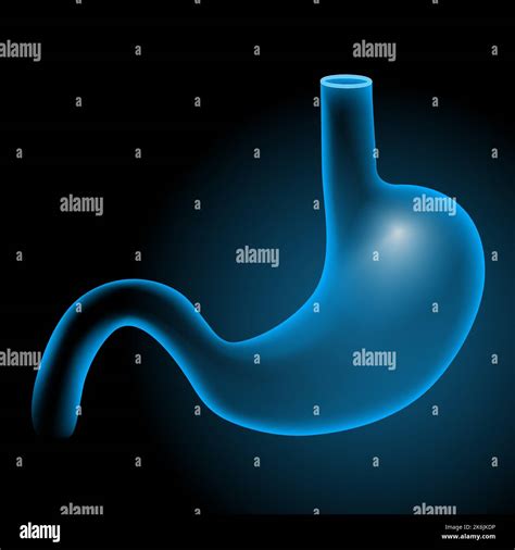 Estomac Sur Fond Sombre Anatomie Du Corps Humain Bleu Rayons X