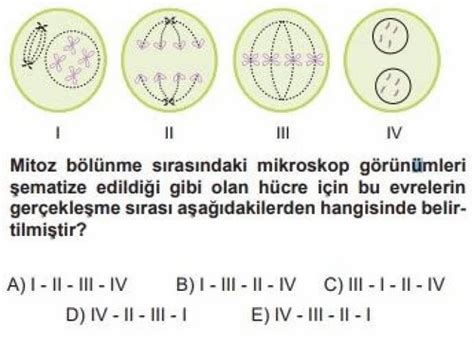 S N F Biyoloji Mitoz Ve E Eysiz Reme Testi Z Evvel Cevap