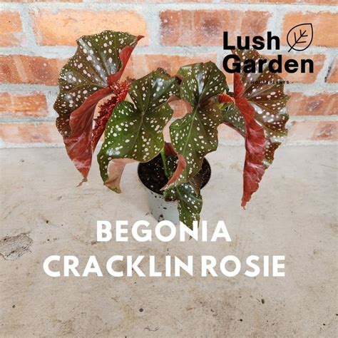Begonia Cracklin Rosie 裂叶玫瑰秋海棠 120mm Pot Asam Batu Live Plant Pokok