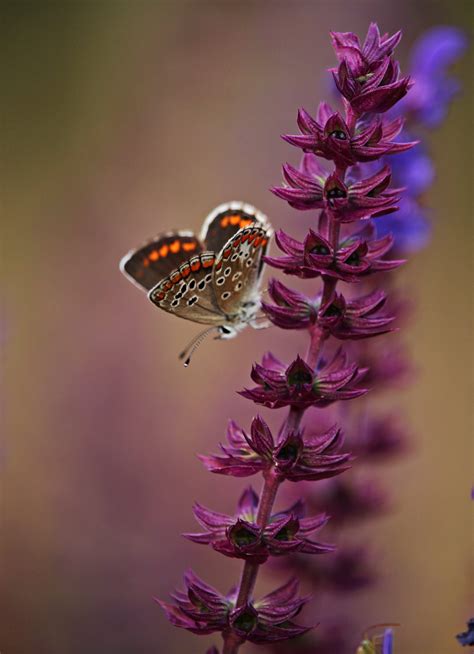 A Beginners Guide To Macro Photography