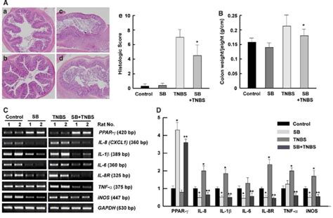 Effect Of S Boulardii On TNBS Induced Colitis Colitis Was Induced By