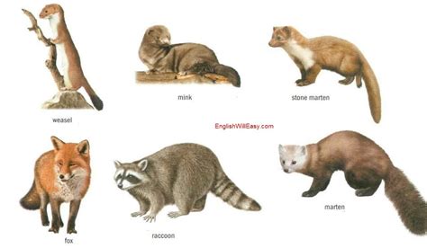 Carnivorous mammals - Online Dictionary for Kids