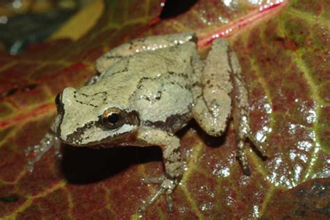 Mountain Chorus Frog Facts And Pictures