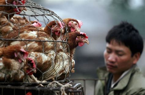 China Records Worlds First Death From H3n8 Bird Flu What Is It And