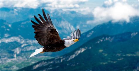 76600 Eagle Flying Stock Photos Pictures And Royalty Free Images Istock