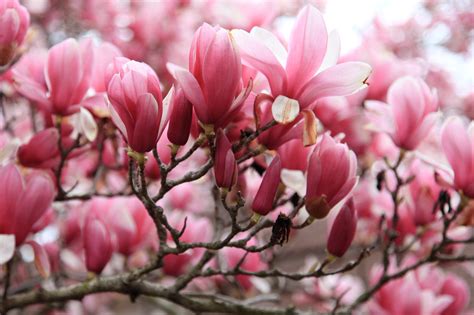 Anna Wrobel Photography Magnolia Bloom At The Smithsonian Castle