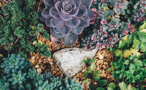 Free Images Tree Nature Leaf Flower Pond Green Autumn Botany