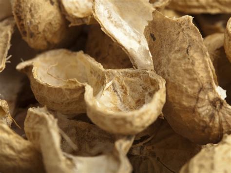 Tossing Peanut Shells On Floors Remains Good Clean Fun