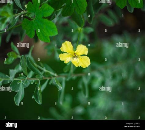 Spiders On Flowers Stock Photo Alamy