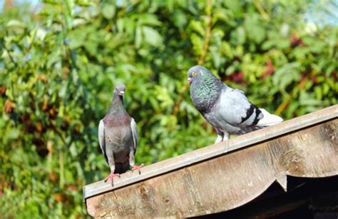 Imagem Gratuita Natureza Animais Animais Selvagens P Ssaro Pombo