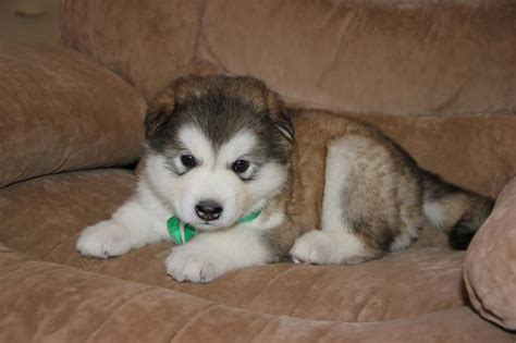 View Image #1 for Alaskan Malamute Puppies For Adoption : Edmonton ...