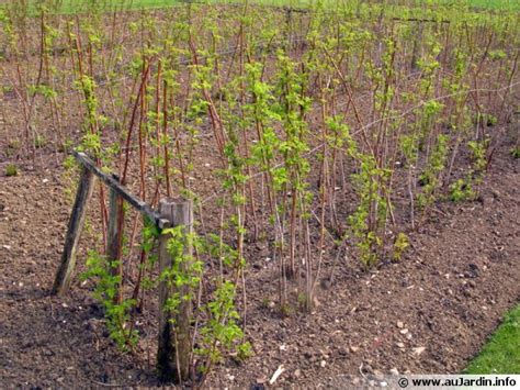 La Plantation Du Framboisier