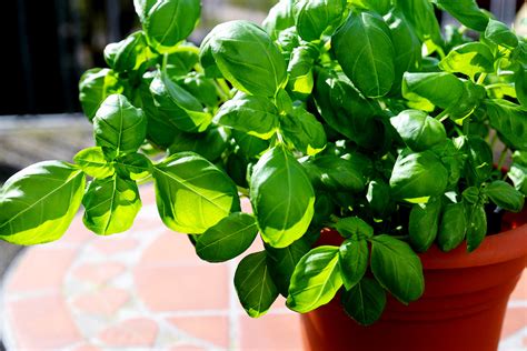 Qual è il periodo ideale per seminare il basilico sul balcone