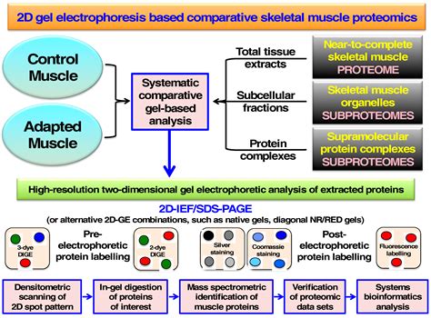 Proteomes Free Full Text Comparative Skeletal Muscle Proteomics Using Two Dimensional Gel