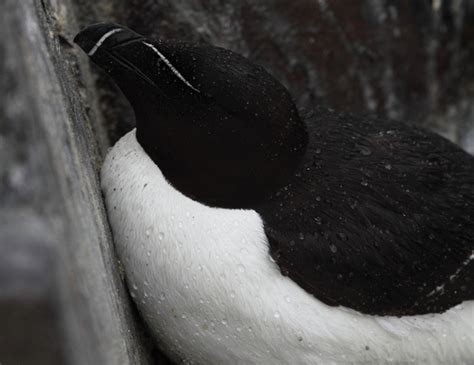 Zenfolio Wildlife And Landscape Photography By Andrew Mozley Seabirds