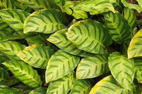 Prayer Plant Care Growing Guide