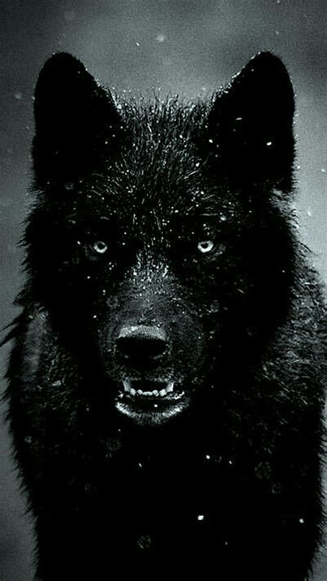 HD Wolf Wallpaper - EnWallpaper