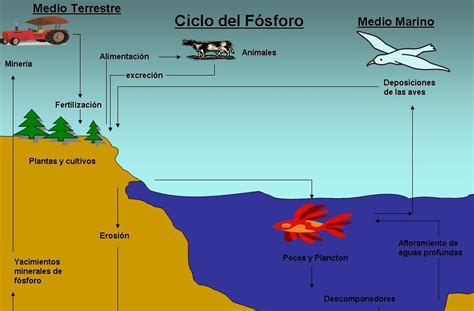 Ciclos De La Naturaleza Ciclos Del Fosforo