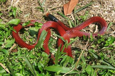 Beautiful Calico Snake From Macuma Ecuador On July 29 2005 At 11 53