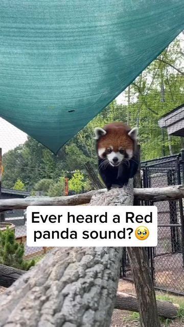 Wildlife Rescuers On Instagram Did You Know Red Pandas Make