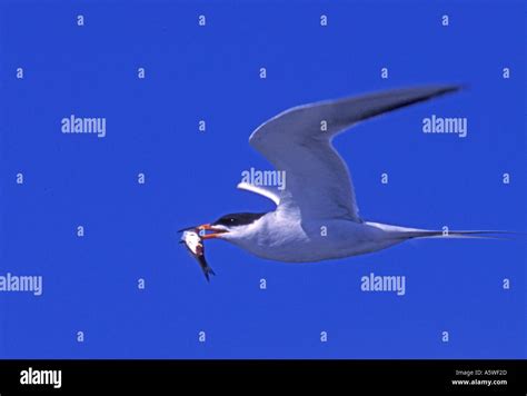 Forster S Tern In Flight With Fish Sterna Forsteri Bolsa Chica Wetlands