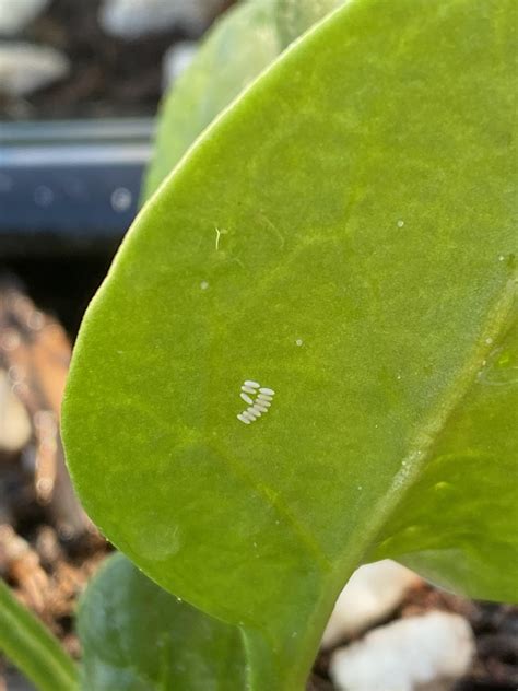 White Rice Shaped Tiny Eggs Under My Spinach Plant Leaves R Whatsthisbug