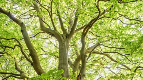 El árbol de las pre ocupaciones