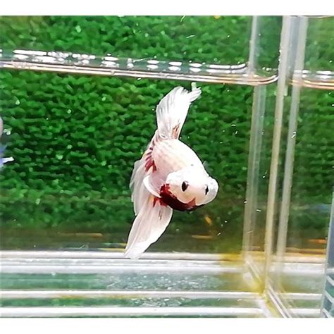 Ksm Copper Fancy Halfmoon Erkek Betta M